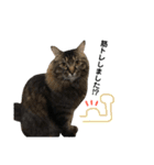 猫なるのスタンプ2（個別スタンプ：22）