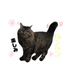 猫なるのスタンプ2（個別スタンプ：25）
