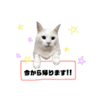 猫なるのスタンプ2（個別スタンプ：29）
