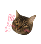 猫なるのスタンプ2（個別スタンプ：30）