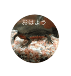 イモリ（個別スタンプ：2）