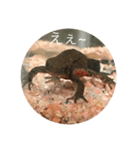 イモリ（個別スタンプ：3）