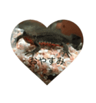 イモリ（個別スタンプ：4）