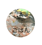 イモリ（個別スタンプ：5）