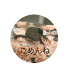 イモリ（個別スタンプ：6）