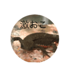イモリ（個別スタンプ：7）