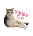 あいづちにゃんず（個別スタンプ：1）