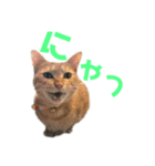 あいづちにゃんず（個別スタンプ：5）
