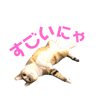 あいづちにゃんず（個別スタンプ：9）