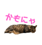 あいづちにゃんず（個別スタンプ：13）
