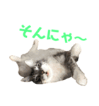 あいづちにゃんず（個別スタンプ：15）