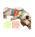 うちのふぁんたくん（個別スタンプ：11）
