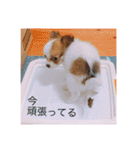 うちのふぁんたくん（個別スタンプ：15）