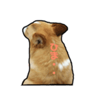 我が家のコーギーときどき猫（個別スタンプ：5）