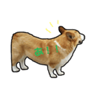我が家のコーギーときどき猫（個別スタンプ：6）