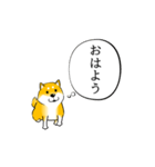 激しく尻尾をふる柴犬 【初版】（個別スタンプ：1）