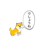 激しく尻尾をふる柴犬 【初版】（個別スタンプ：16）