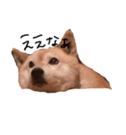 柴犬ミルと手作りクッキー（個別スタンプ：1）