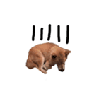 柴犬ミルと手作りクッキー（個別スタンプ：4）