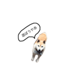 柴犬ミルと手作りクッキー（個別スタンプ：5）
