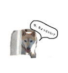 柴犬ミルと手作りクッキー（個別スタンプ：6）