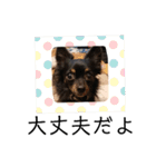僕チワワのMAX2（個別スタンプ：5）