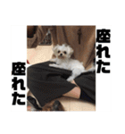 ソラ家のワンコ（個別スタンプ：5）