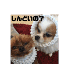 ソラ家のワンコ（個別スタンプ：6）