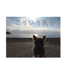 ソラ家のワンコ（個別スタンプ：8）