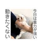 ソラ家のワンコ（個別スタンプ：9）