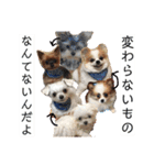 ソラ家のワンコ（個別スタンプ：10）
