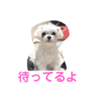 ソラ家のワンコ（個別スタンプ：11）
