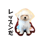 ソラ家のワンコ（個別スタンプ：13）