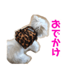 ソラ家のワンコ（個別スタンプ：14）