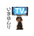 ソラ家のワンコ（個別スタンプ：16）