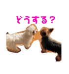 ソラ家のワンコ（個別スタンプ：17）