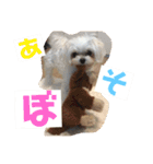 ソラ家のワンコ（個別スタンプ：18）