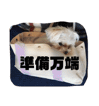 ソラ家のワンコ（個別スタンプ：20）