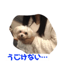 ソラ家のワンコ（個別スタンプ：23）