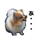 ソラ家のワンコ（個別スタンプ：24）