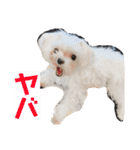 ソラ家のワンコ（個別スタンプ：25）