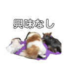 ソラ家のワンコ（個別スタンプ：26）