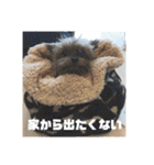 ソラ家のワンコ（個別スタンプ：29）