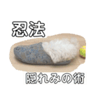ソラ家のワンコ（個別スタンプ：33）
