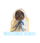 ソラ家のワンコ（個別スタンプ：34）