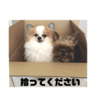 ソラ家のワンコ（個別スタンプ：35）