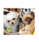 ソラ家のワンコ（個別スタンプ：38）