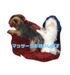 ソラ家のワンコ（個別スタンプ：40）