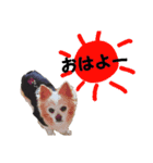 わんにゃんスタ（個別スタンプ：1）