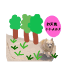 わんにゃんスタ（個別スタンプ：2）